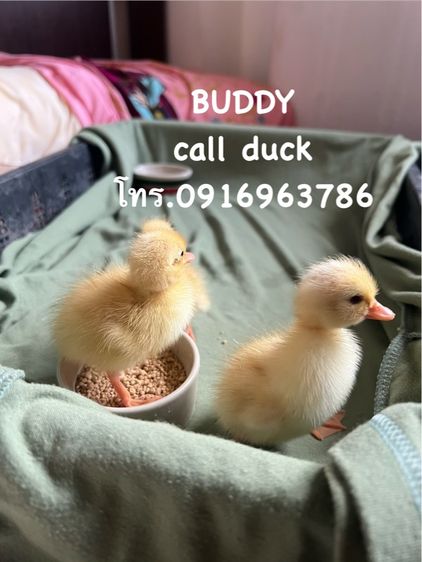 ขาย คอลดั๊ก call duck มีให้เลือกเยอะ กรุงเทพ รูปที่ 2