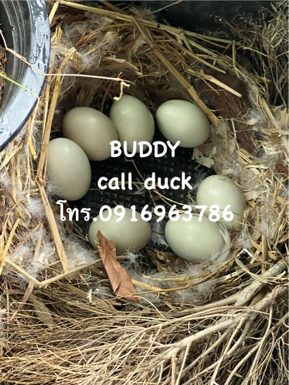 ขาย คอลดั๊ก call duck มีให้เลือกเยอะ กรุงเทพ รูปที่ 5