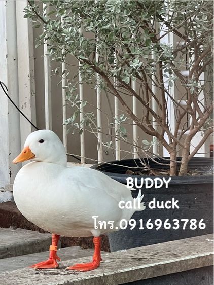 ขาย คอลดั๊ก call duck มีให้เลือกเยอะ กรุงเทพ รูปที่ 6