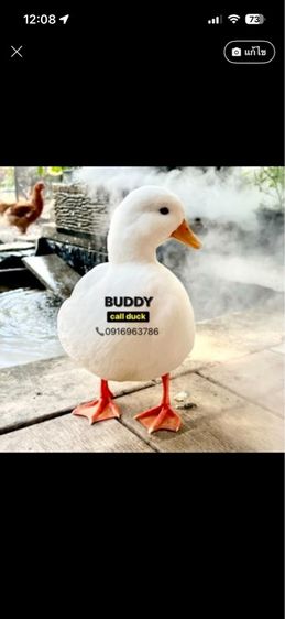 ขาย คอลดั๊ก call duck มีให้เลือกเยอะ กรุงเทพ