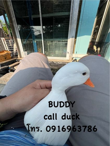 ขาย คอลดั๊ก call duck มีให้เลือกเยอะ กรุงเทพ รูปที่ 8