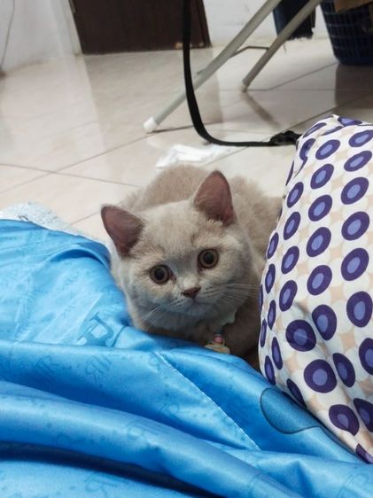 แมว scottish fold รูปที่ 8