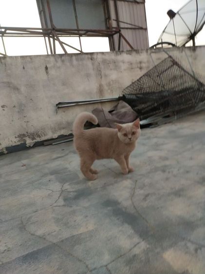 แมว scottish fold รูปที่ 6