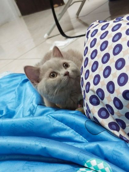 แมว scottish fold รูปที่ 3