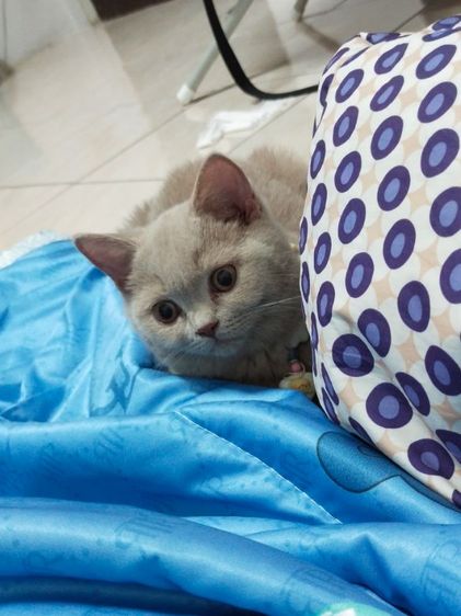 แมว scottish fold รูปที่ 4