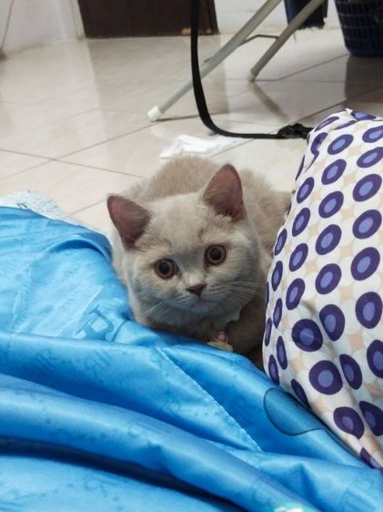 แมว scottish fold รูปที่ 9