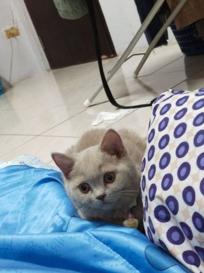 แมว scottish fold รูปที่ 10