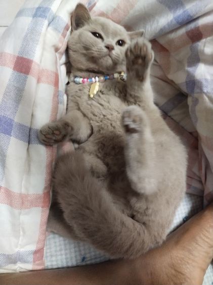 แมว scottish fold รูปที่ 11