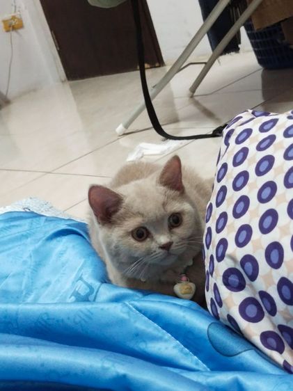 แมว scottish fold รูปที่ 7