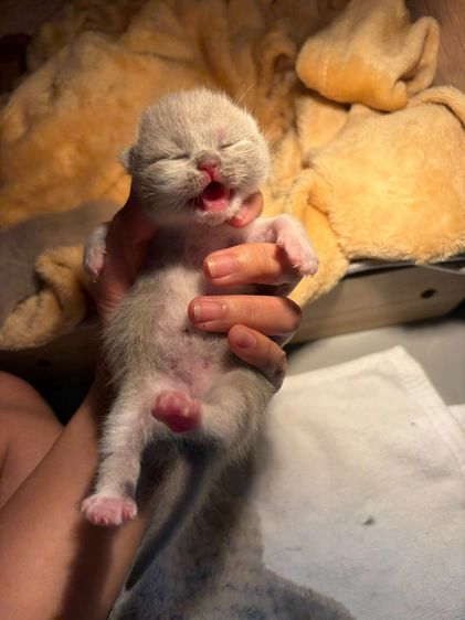 บริติช ไลแลค รูปที่ 4