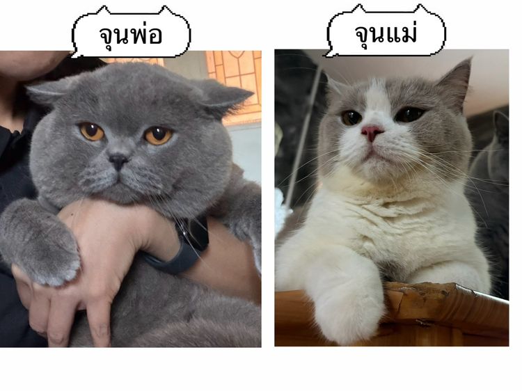 บริติช ไลแลค รูปที่ 2