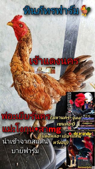 หลานมาหานคร รูปที่ 5