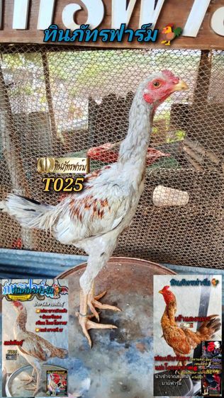 หลานมาหานคร