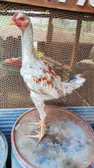 หลานมาหานคร รูปที่ 3