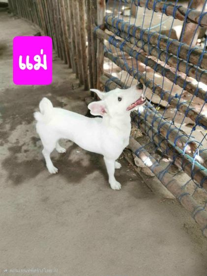 สุนัข 2 เดือน Jack Russell Terrier รูปที่ 2