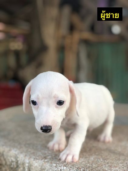 แจ็ค รัสเซลล์ (Jack Russell) เล็ก สุนัข 2 เดือน Jack Russell Terrier