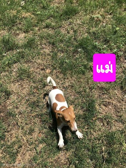 แจ็ค รัสเซล เทอร์เรีย รูปที่ 2