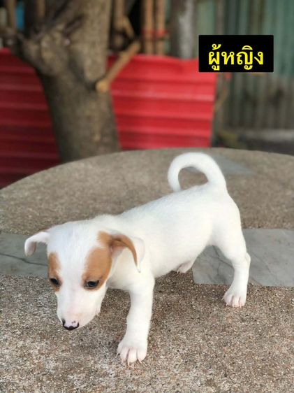 แจ็ค รัสเซลล์ (Jack Russell) เล็ก ขายสุนัขแจ๊ครัสเซล