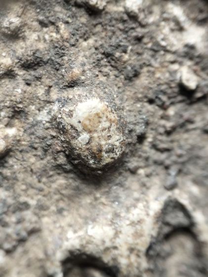 ❌ปิดครับ❌พระสมเด็จปรกโพธิ์ครับ รูปที่ 7