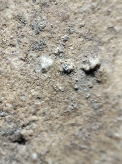 ❌ปิดครับ❌พระสมเด็จปรกโพธิ์ครับ รูปที่ 15