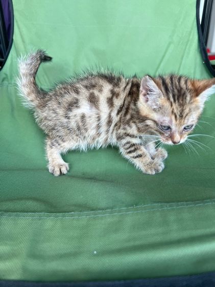 แมวสก็อตติส รูปที่ 2