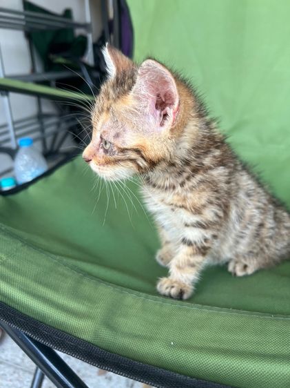 แมวสก็อตติส รูปที่ 4