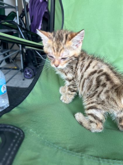 สก็อตติช โฟลด์ (Scottish Fold) แมวสก็อตติส