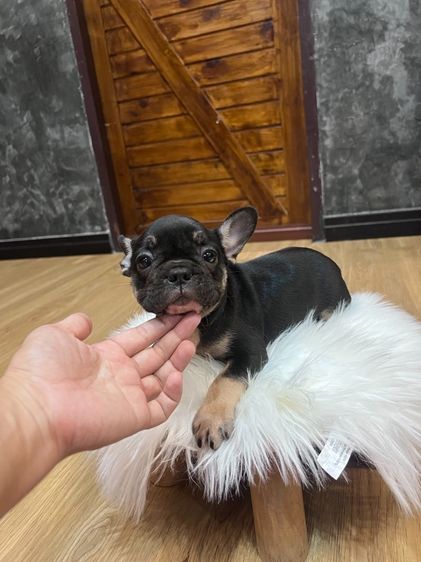 เฟรนบลูดด็อก รูปที่ 6