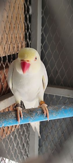 นกแก้วริงเน็ตบลูพาสเทลเลสวิง รูปที่ 4