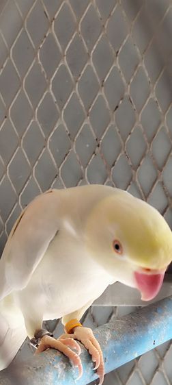 นกแก้วริงเน็ตบลูพาสเทลเลสวิง รูปที่ 6