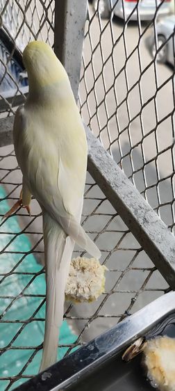 นกแก้วริงเน็ตบลูพาสเทลเลสวิง รูปที่ 8