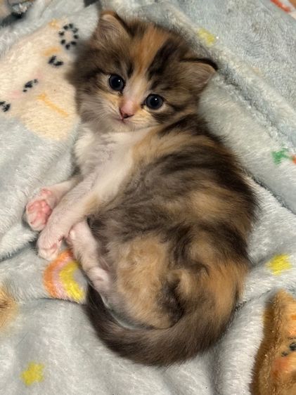 แมวเด็ก 1 เดือน รูปที่ 4