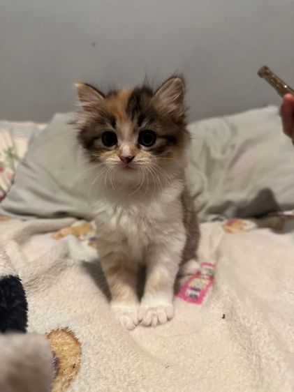 มันช์กิ้น (Munchkin) แมวเด็ก 1 เดือน