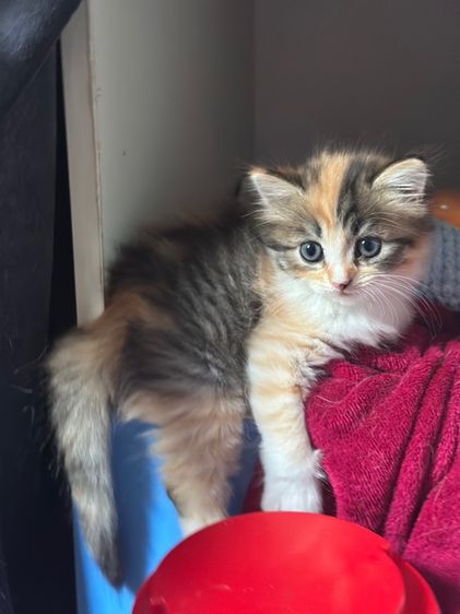 แมวเด็ก 1 เดือน รูปที่ 2