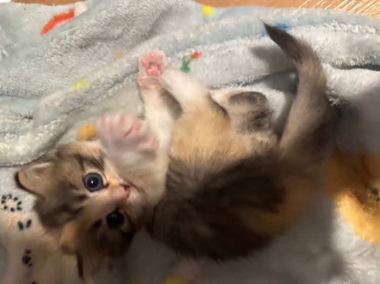 แมวเด็ก 1 เดือน รูปที่ 3