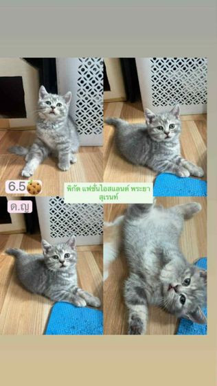 สก๊อตติช เพศหญิง