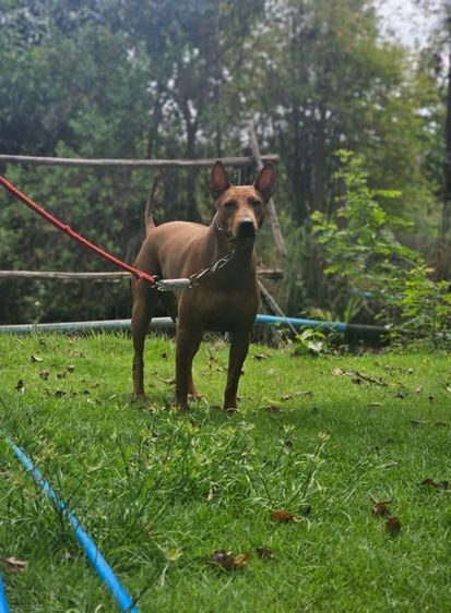 ลูกสุนัขไทยหลังอานแท้ สายเลือดดี รูปที่ 3