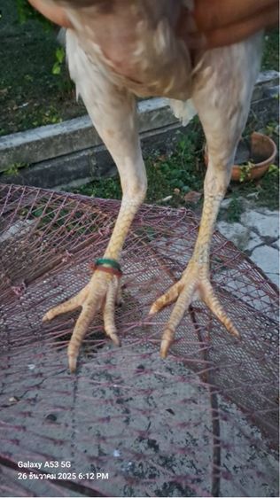 แม่ไก่พม่า รูปที่ 6