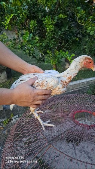 แม่ไก่พม่า