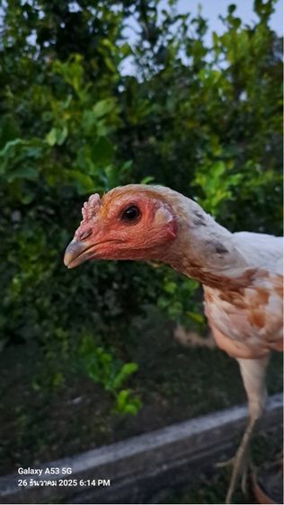 แม่ไก่พม่า รูปที่ 8