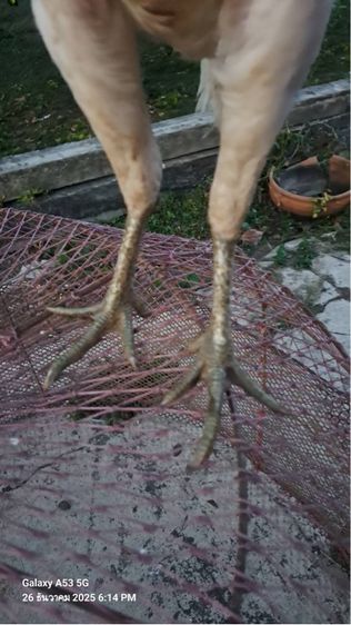 แม่ไก่พม่า รูปที่ 9