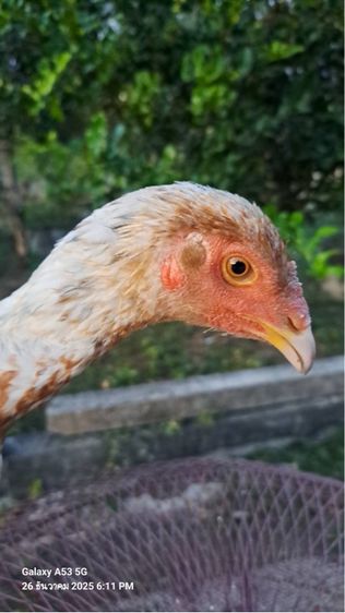 แม่ไก่พม่า รูปที่ 2