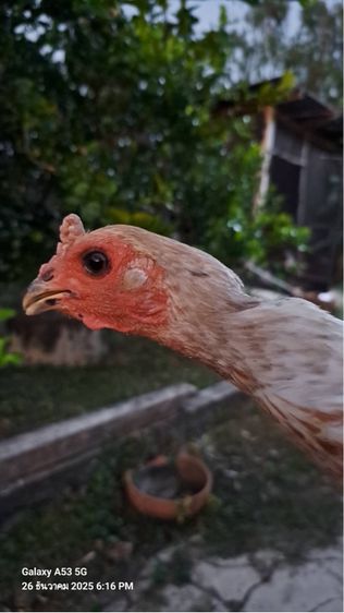 แม่ไก่พม่า รูปที่ 13
