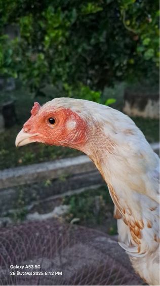 แม่ไก่พม่า รูปที่ 5