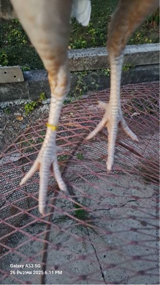 แม่ไก่พม่า รูปที่ 3