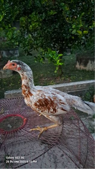 แม่ไก่พม่า รูปที่ 10