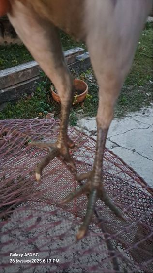 แม่ไก่พม่า รูปที่ 14