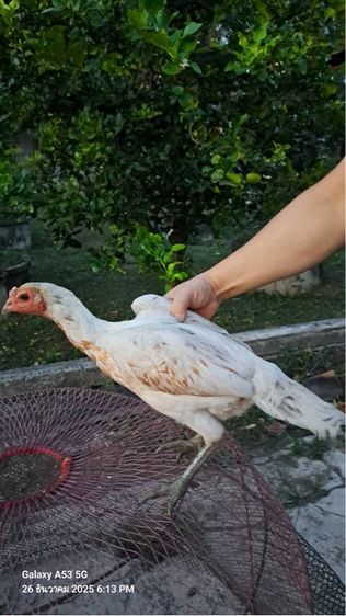 แม่ไก่พม่า รูปที่ 7