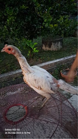 แม่ไก่พม่า รูปที่ 12