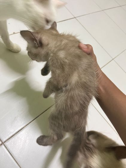 ลูกแมว รูปที่ 3